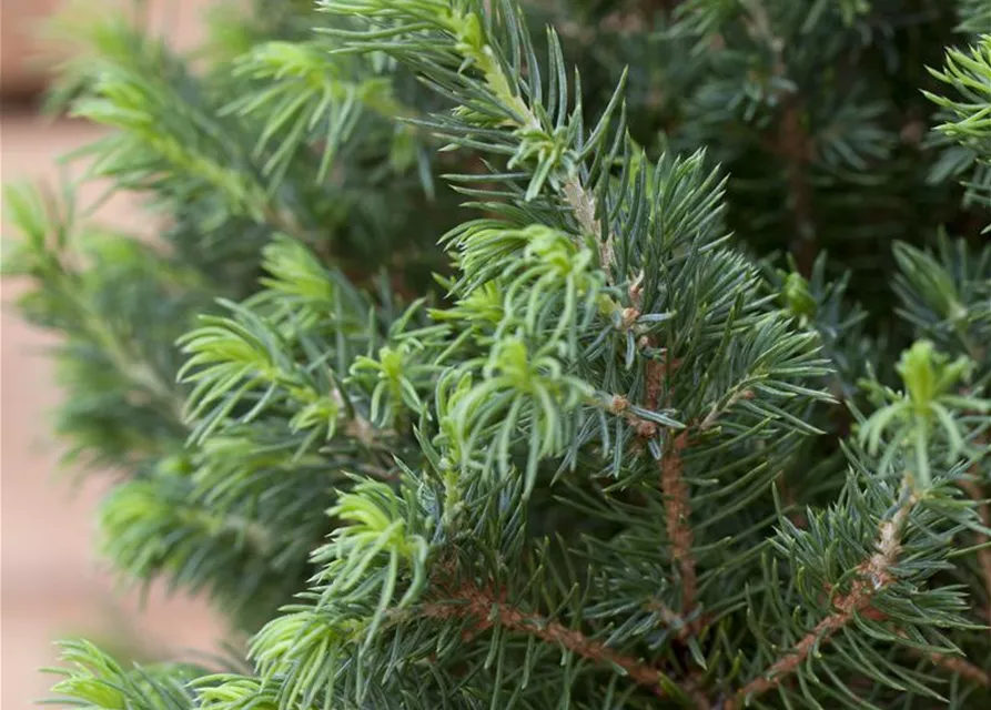 Picea glauca 'Conica Compact'