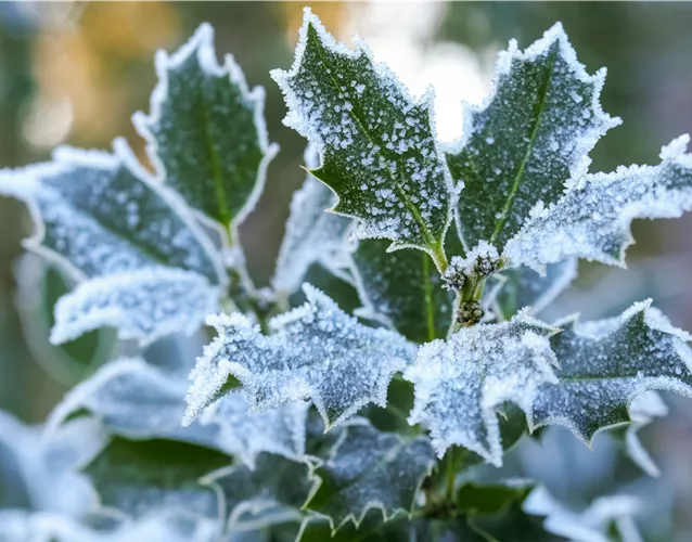 Pflanze des Monats Dezember: Stechpalme