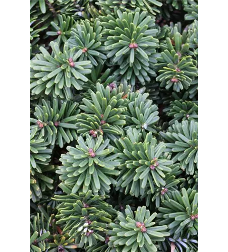 Abies koreana 'Brillant'