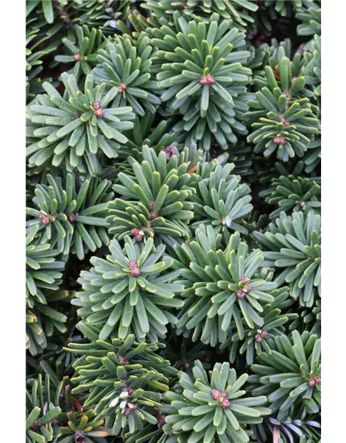 Abies koreana 'Brillant'