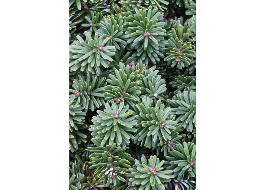 Abies koreana 'Brillant'