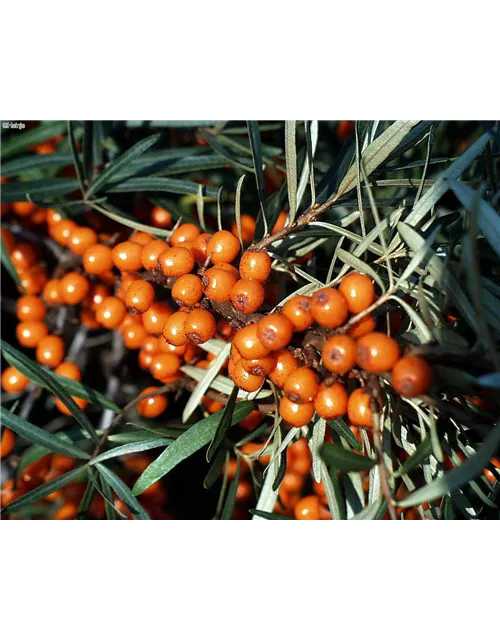 Hippophae rhamnoides 'Botanica' Fruchtbengel