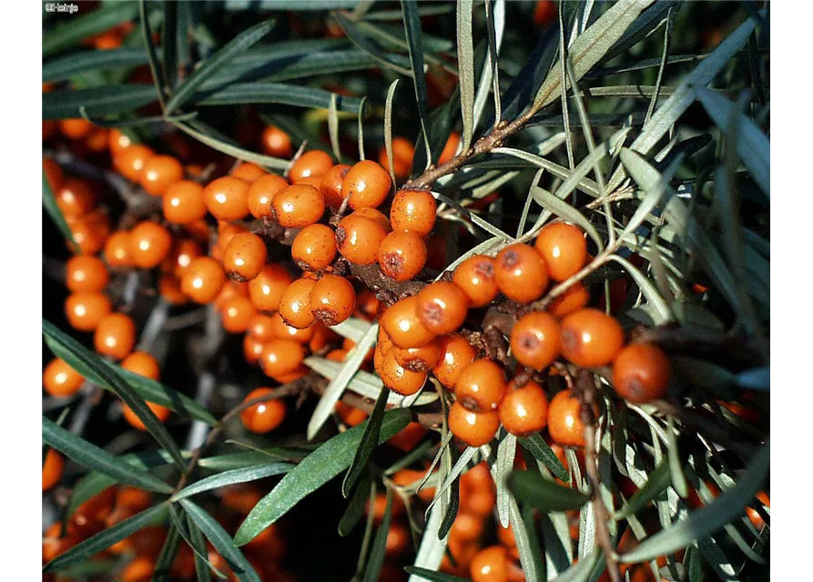 Hippophae rhamnoides 'Botanica' Fruchtbengel