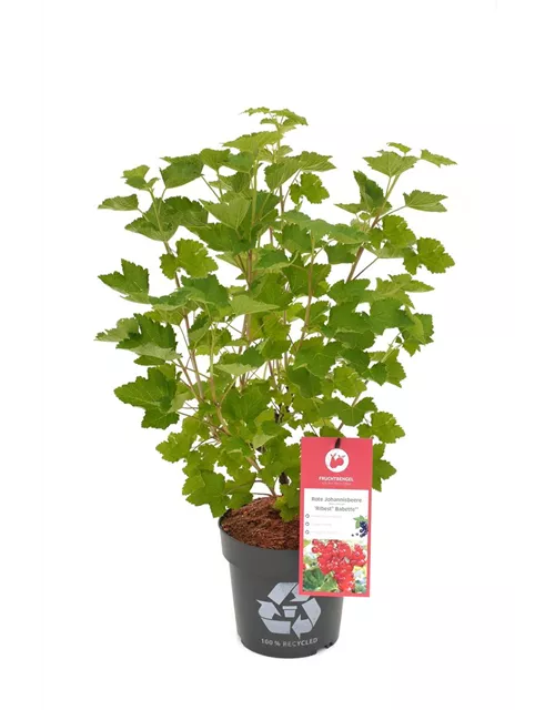 Ribes rubrum 'Ribest® Babette®' Fruchtbengel