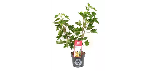 Ribes rubrum 'Ribest® Blanchette®' Fruchtbengel