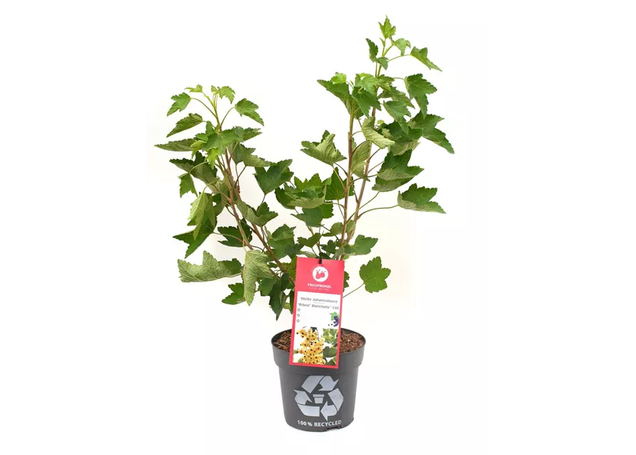 Ribes rubrum 'Ribest® Blanchette®' Fruchtbengel