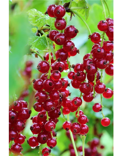 Ribes rubrum 'Ribest® Blanchette®' Fruchtbengel