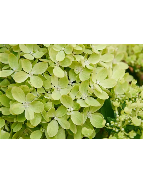 Hydrangea paniculata 'Pinklight'®