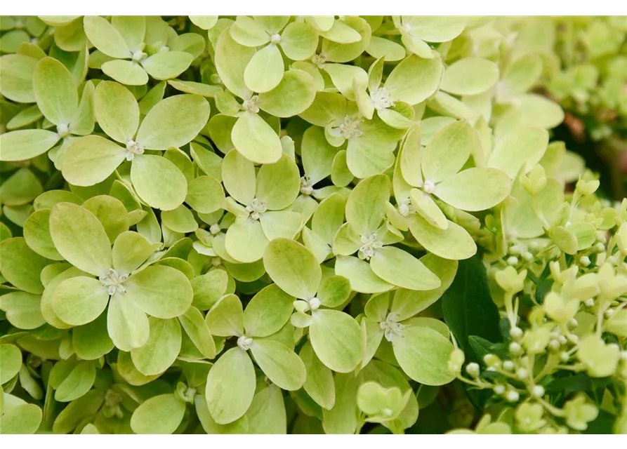 Hydrangea paniculata 'Pinklight'®