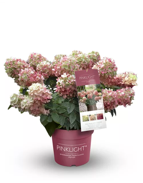 Hydrangea paniculata 'Pinklight'®