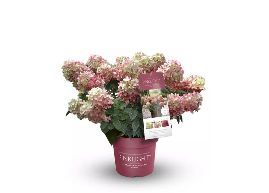 Hydrangea paniculata 'Pinklight'®