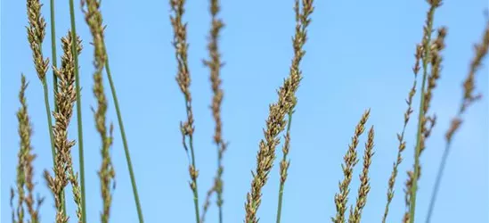 Molinia caerulea 'Heidebraut'