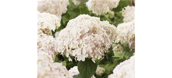 Ballhortensie 'Candybelle® Marshmallow'