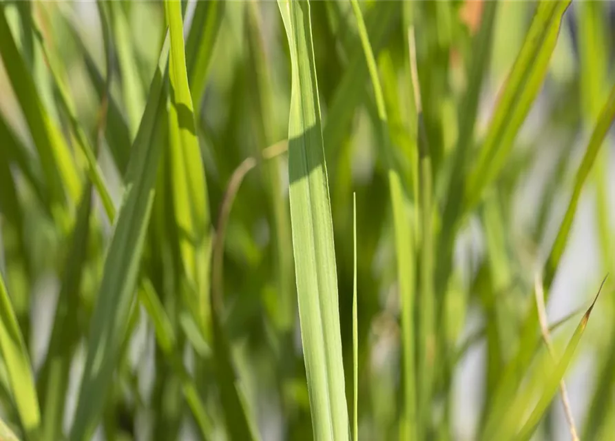 Garten-Zebraschilf