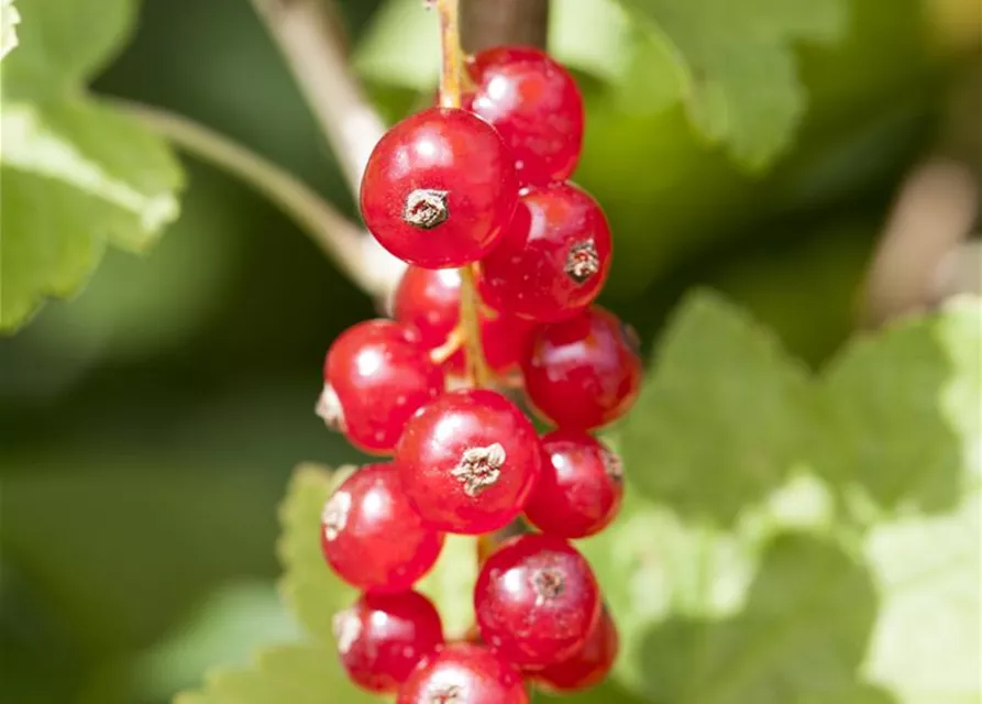 R Ribes rubrum 'Jonkheer van Tets' CAC