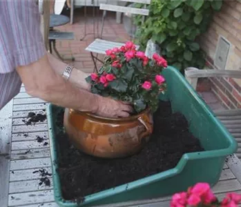 Blumenkübel - Bepflanzen mit mehreren Sommerblumen