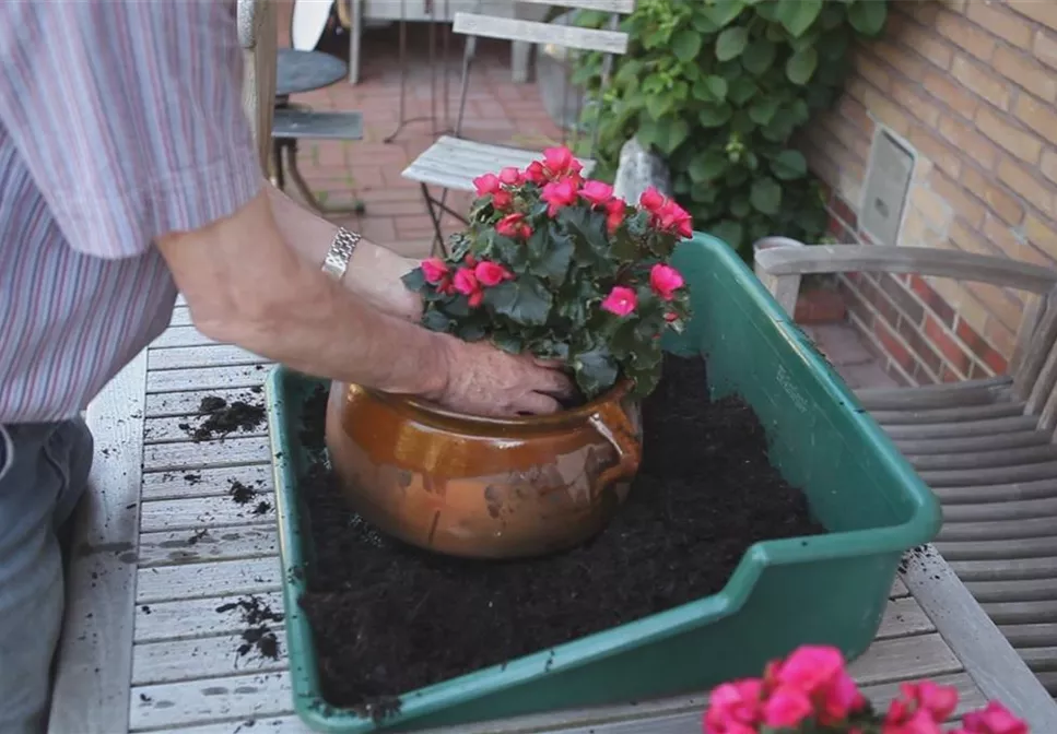 Blumenkübel - Bepflanzen mit mehreren Sommerblumen